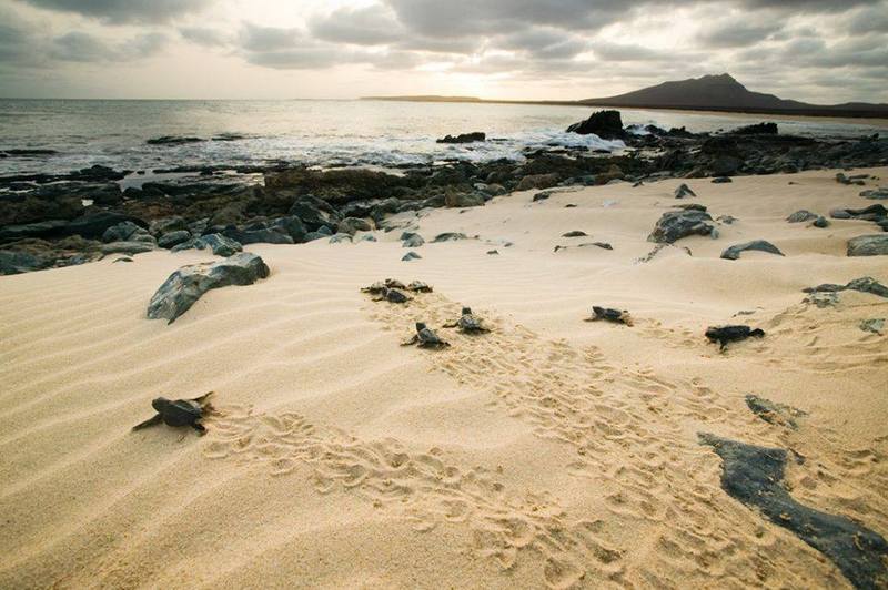 Cap vert ile de boa vista plage tortues