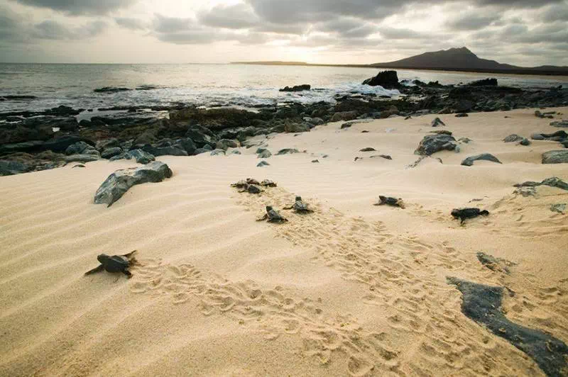 Séjour balnéaire au Cap-Vert — plage de Boa Vista et tortues marines