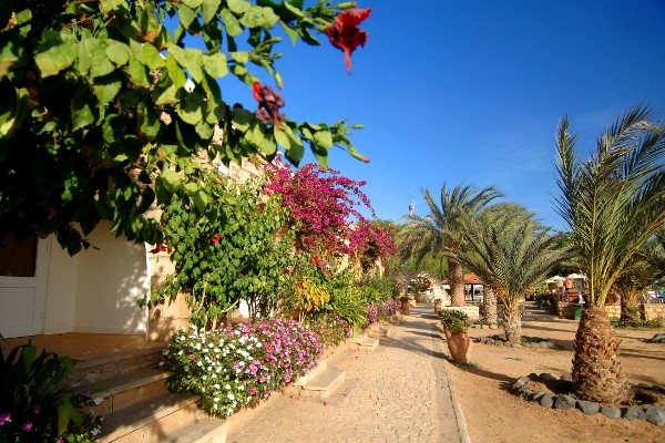 Cap vert ile de sal hotel morabeza jardin