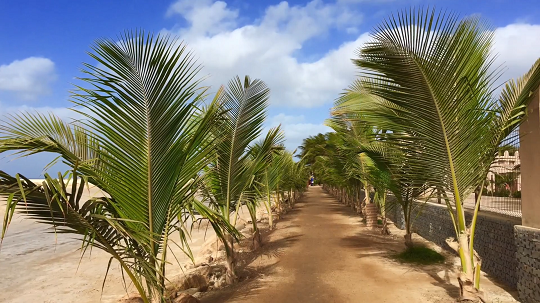 ile de sal palmier sur un chemin